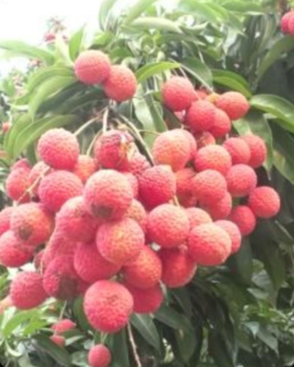 তেজপুৰ লিচু উৎসৱ - ২০২৬