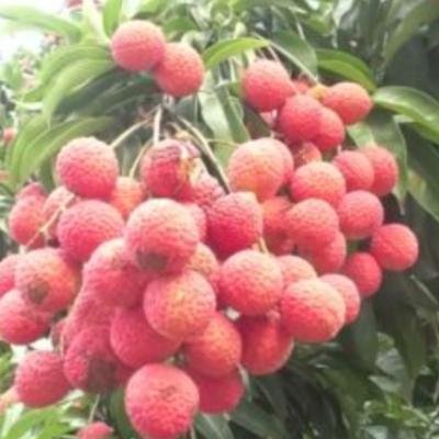 তেজপুৰ লিচু উৎসৱ - ২০২৬